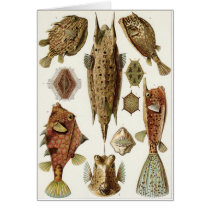 Ernst Haeckel Art Card: Ostraciontes