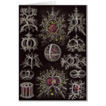 Ernst Haeckel Art Card: Stephoidea