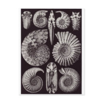 Ernst Haeckel Art Postcard: Ammonitida