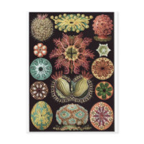 Ernst Haeckel Art Postcard: Ascidiae