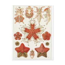 Ernst Haeckel Art Postcard: Asteridea