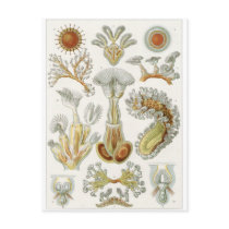 Ernst Haeckel Art Postcard: Bryozoa