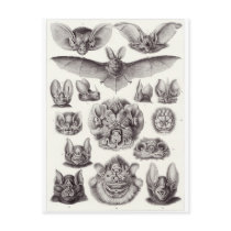 Ernst Haeckel Art Postcard: Chiroptera