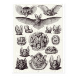 Ernst Haeckel Art Postcard: Chiroptera
