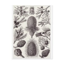 Ernst Haeckel Art Postcard: Coniferae