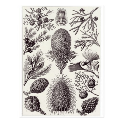 Ernst Haeckel Art Postcard: Coniferae