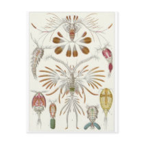 Ernst Haeckel Art Postcard: Copepoda