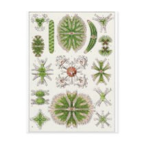 Ernst Haeckel Art Postcard: Desmidiea