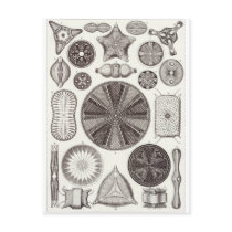 Ernst Haeckel Art Postcard: Diatomea