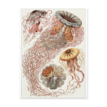 Ernst Haeckel Art Postcard: Discomedusae