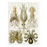 Ernst Haeckel Art Postcard: Gamochonia
