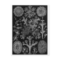 Ernst Haeckel Art Postcard: Lichenes