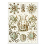 Ernst Haeckel Art Postcard: Narcomedusae