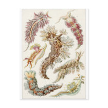 Ernst Haeckel Art Postcard: Nudibranchia