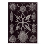Ernst Haeckel Art Postcard: Spumellaria