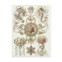 Ernst Haeckel Art Postcard: Trachomedusae