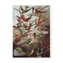 Ernst Haeckel Art Postcard: Trochilidae