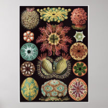 Ernst Haeckel Art Print: Ascidiae