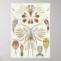 Ernst Haeckel Art Print: Copepoda