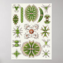 Ernst Haeckel Art Print: Desmidiea