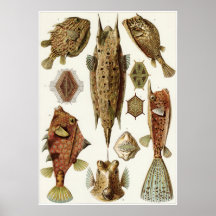 Ernst Haeckel Art Print: Ostraciontes