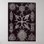 Ernst Haeckel Art Print: Spumellaria