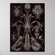 Ernst Haeckel Art Print: Thoracostraca