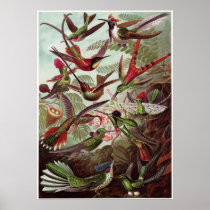 Ernst Haeckel Art Print: Trochilidae