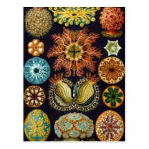 Ernst Haeckel - Ascidiae Postcard