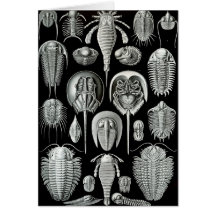 Ernst Haeckel - Aspidonia Greeting Card