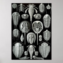 Ernst Haeckel - Aspidonia Print