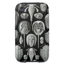 Ernst Haeckel - Aspidonia Tough iPhone 3 Covers