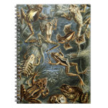 Ernst Haeckel - Batrachia Spiral Notebook