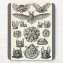 Ernst Haeckel - Chiroptera Bats Mouse Mats