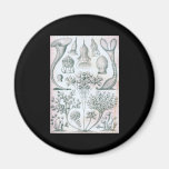 Ernst Haeckel Ciliata Refrigerator Magnets