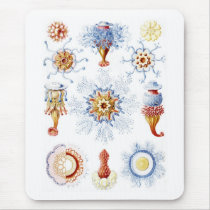 Ernst Haeckel Colourful Siphonophorae 2