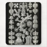 Ernst Haeckel - Gorgonida Mouse Pad