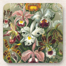 Ernst Haeckel - Orchidae Coasters