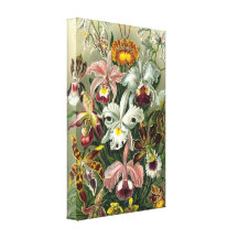 Ernst Haeckel - Orchidae Stretched Canvas Prints