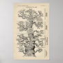 Ernst Haeckel's "tree of life" Poster