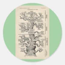 Ernst Haeckel's "tree of life" Round Sticker