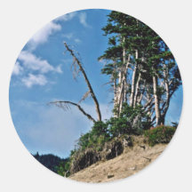 Erosion Exposing Tree Roots Stickers