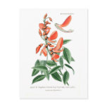 Erythrina crista-galli postcards