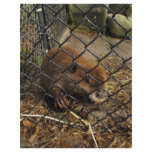 Escaping Beaver flyers
