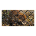 Escaping Beaver