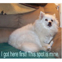 Eskie Attitude-I got here first, this spot is Mine