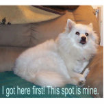 Eskie Attitude-I got here first, this spot is Mine photo sculptures