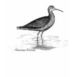 Eskimo Curlew T-Shirt