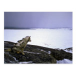 Eskimo sled dog, Baffin Island Postcard