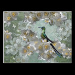 Esmeralda Postcard postcards